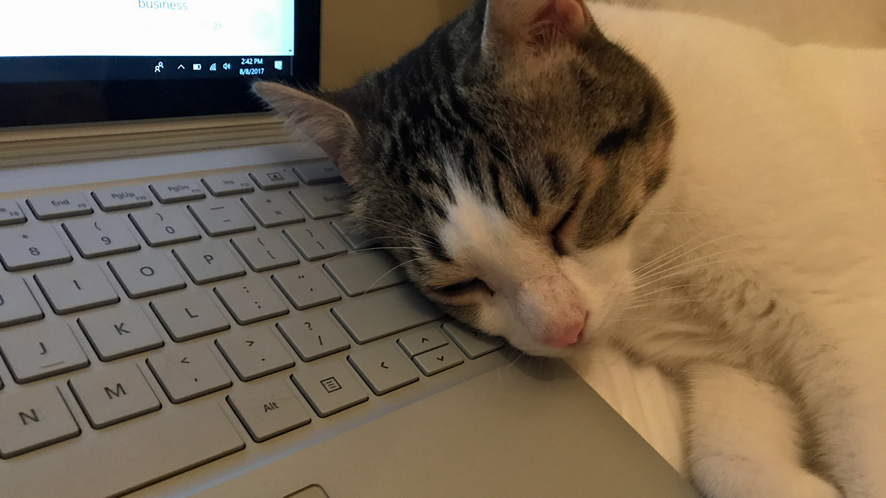 Microsoft Releases ISOs for Windows 10 Insider Preview Build 16251