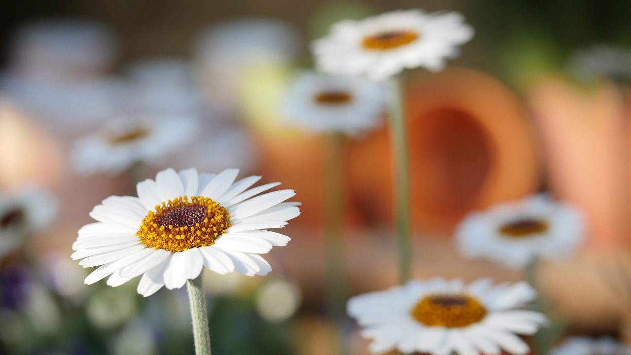 Windows 10 Version 1803 to be Called the Spring Creators Update