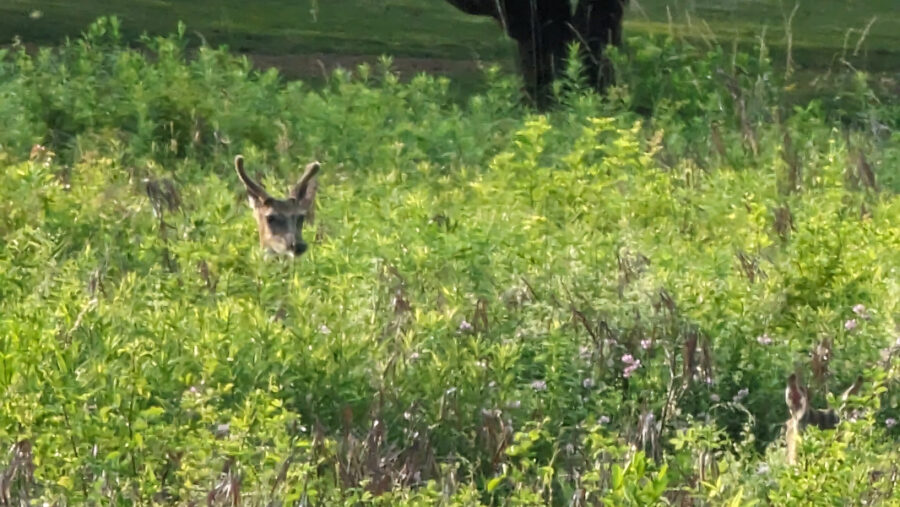Deer hiding in the brush