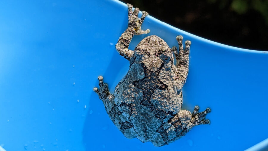 Frog in a pail