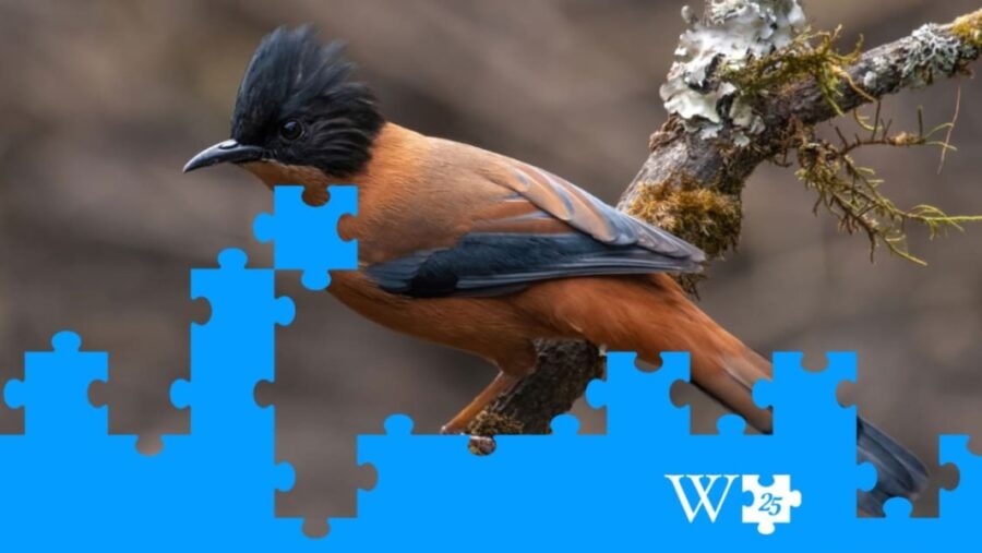 Wikipedia AI partnerships