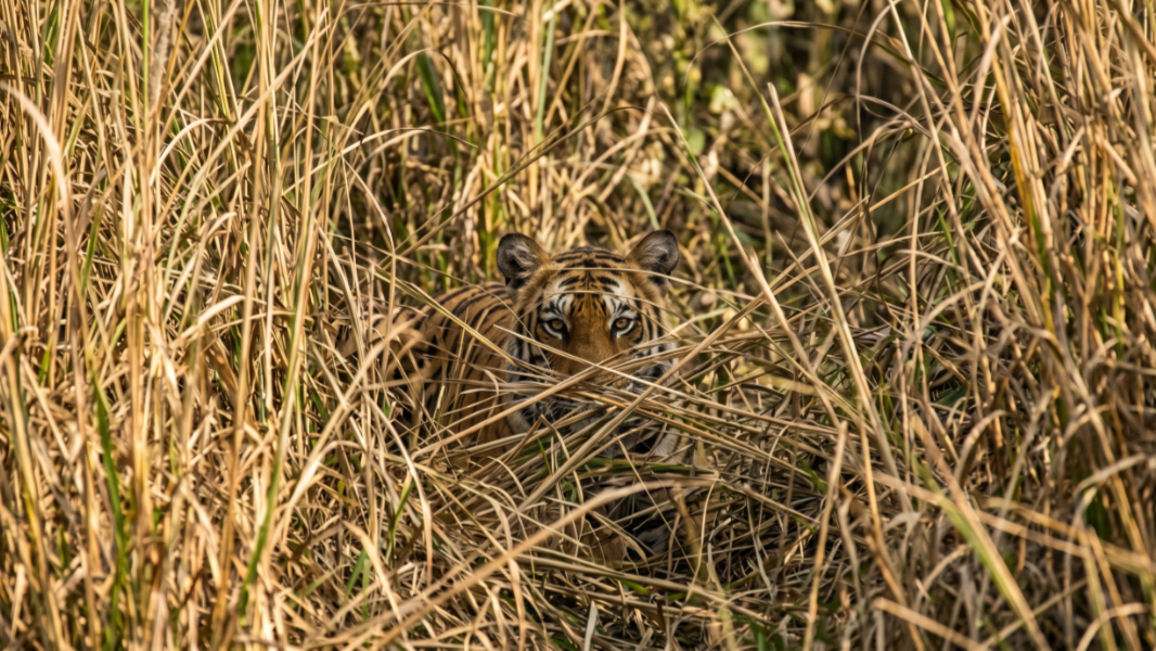 From the Editor's Desk: Conspiracy Theory